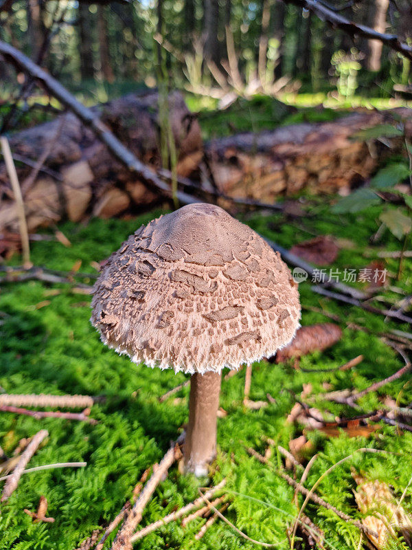 Parasol mushroom ' macrolepiota '或lepiota '将继续